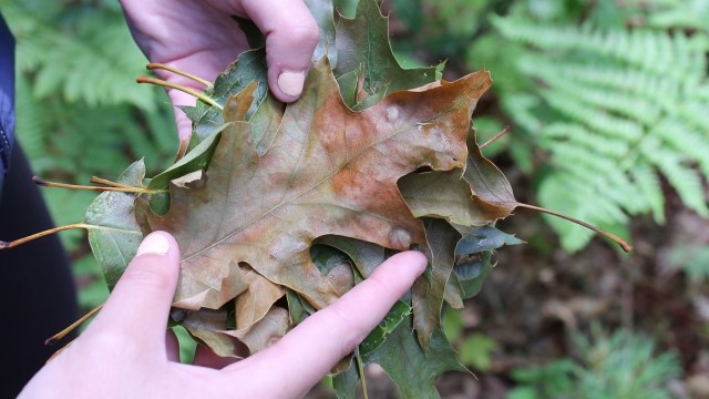"Fresh wounds attract these beetles, increasing the risk of infection."