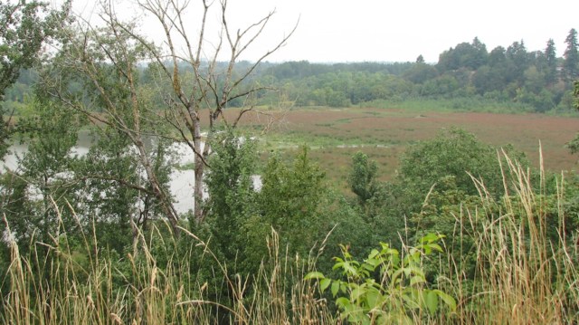 "It's inconceivable there wouldn’t be bird strikes."