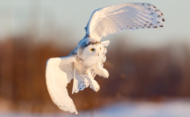 While policies to shoot the animals at airports arose from accidents, Smith responded with a different strategy.