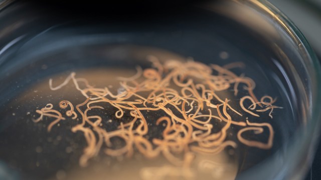 Traces can be found in human and animal blood, in the food we eat, and in our waterways.