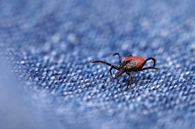 "The Powassan virus is an understudied virus."