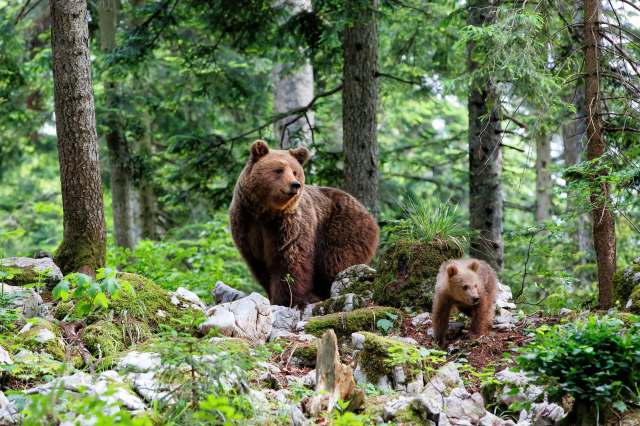 The government collaborated with sheep and cattle breeders.