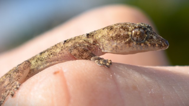 "Would be a game-changer for our conservation efforts."