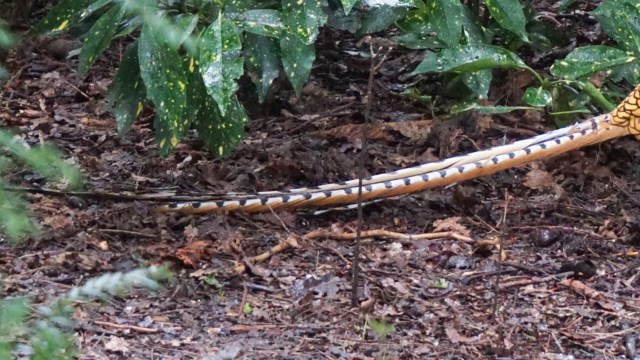 The photographed creature appears to be male, as females of the species are smaller and less colorful.