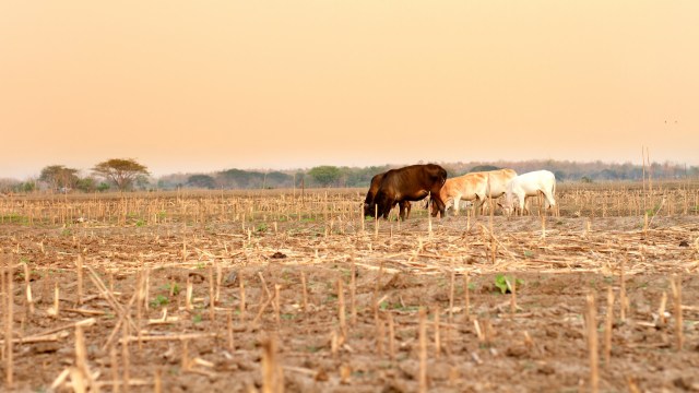 Consumers feel the strain of food price hikes on top of the increased cost of daily living.