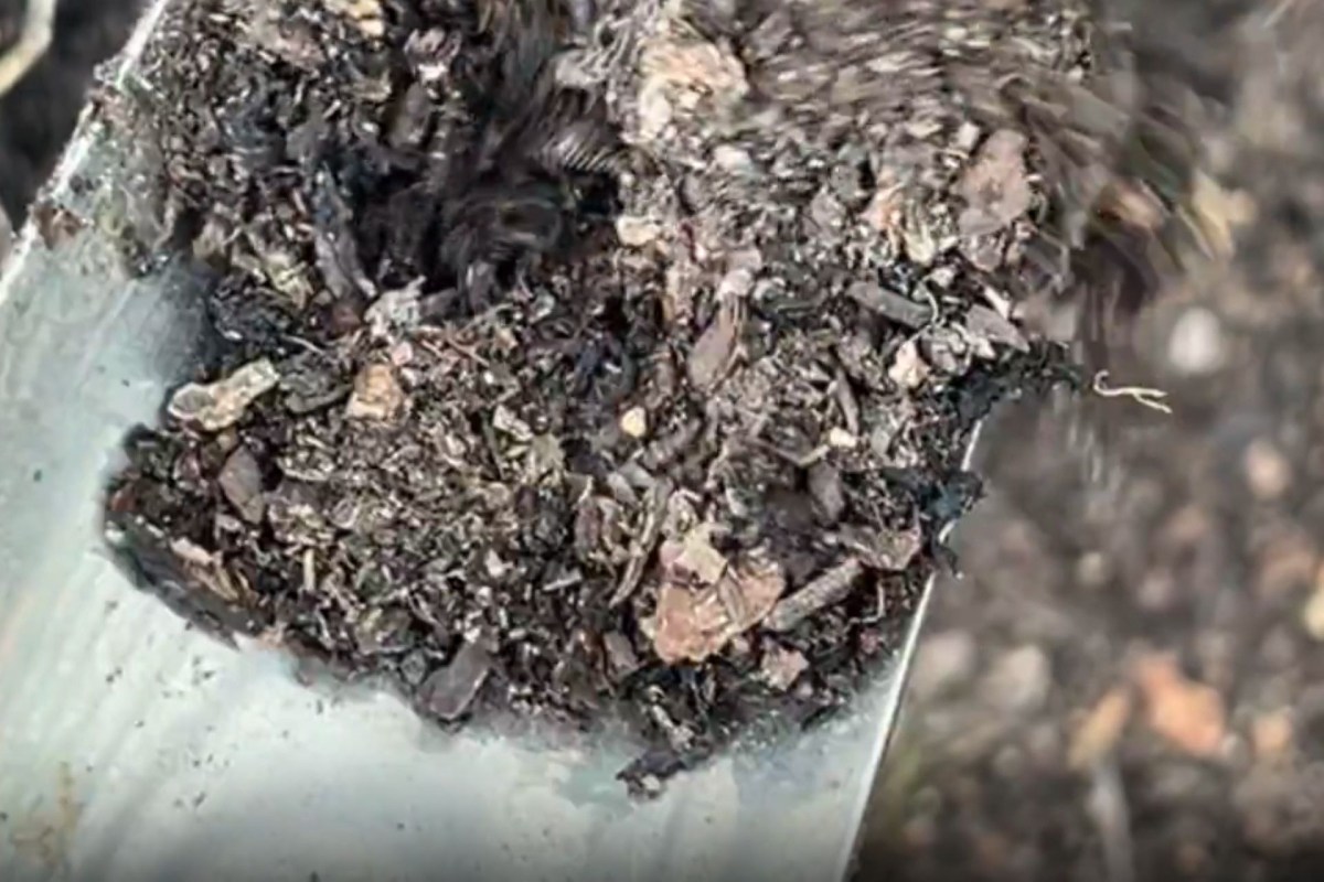 "His family has been enjoying the soft soilbed."