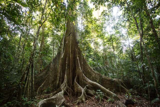 Rainforests are home to a wide range of biodiversity.
