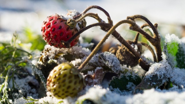 "The freezes killed some of the early fruit."