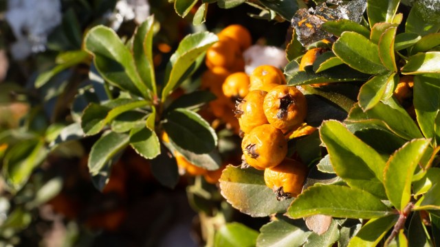 Less food supply can also lead to skyrocketing prices of food.