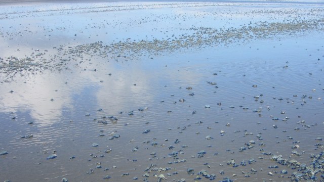 The issue is of some concern to scientists.