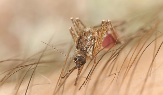 This discovery follows a growing number of similar health stories.