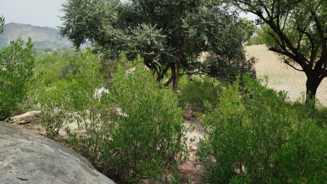 Trail cameras provide more comprehensive data on the overall population.