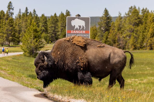 Bison incidents happen most years despite the park's advice.