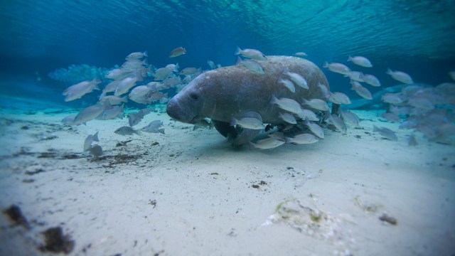 "Manatees will get twitchy and do a barrel roll."