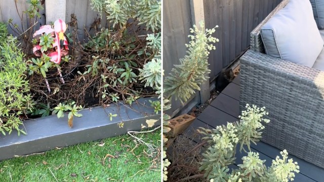 "It's so sad that people just treat foxes as vermin."