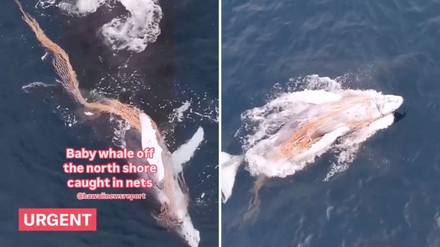 The upsetting scene is unfortunately not an unusual sight.