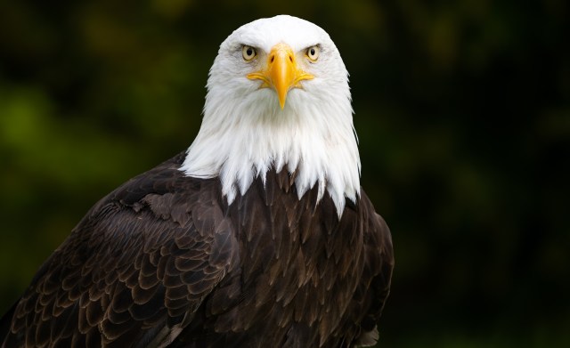 A live webcam now allows the public to follow the eagle.