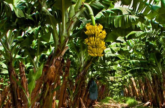 It is a key cash crop and food source for millions across the Caribbean and Latin America.