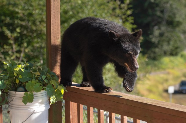 Police told him to leave the bear alone unless it was actively causing harm.