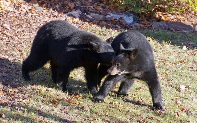 Wild animal encounters are becoming more common.