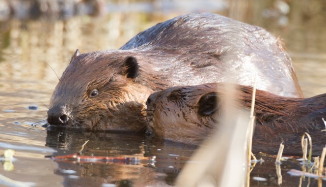 "Nature's Swiss army knife."
