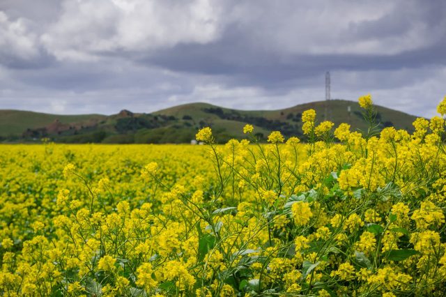 Removal must be done manually, especially before it releases its seeds.