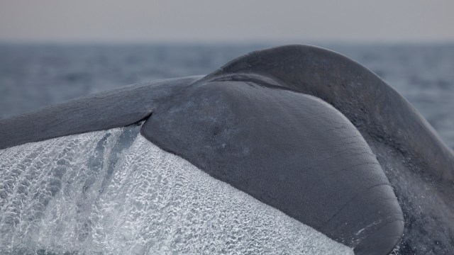 "Who knows, one day they might come back."