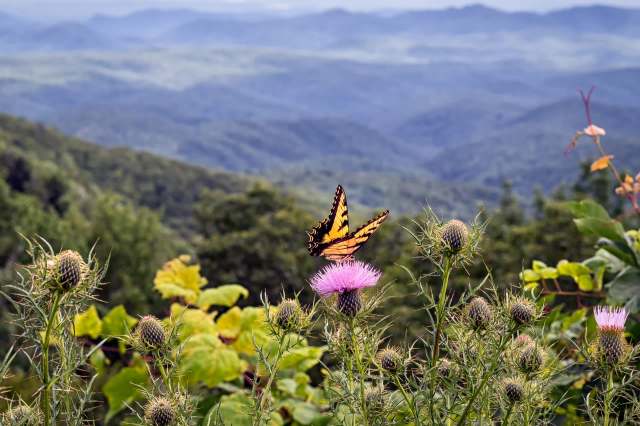 "Butterflies form an integral part of an ecologically functioning web of life."