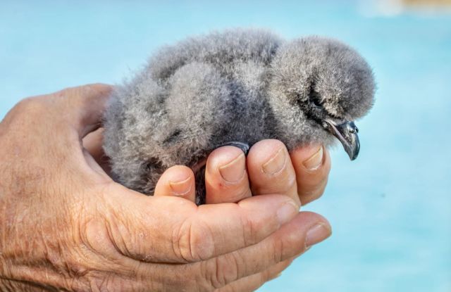 "They're in dark, man-made burrows."