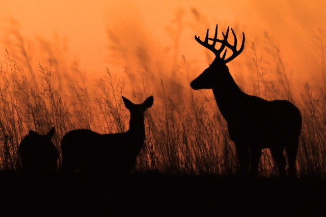 "It is nearly impossible to get rid of it once it's there."