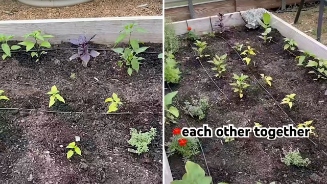 It creates a healthier, more balanced garden ecosystem.