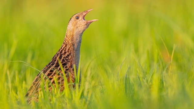 "It's impossible to predict what impact that might have on the broader ecosystem."