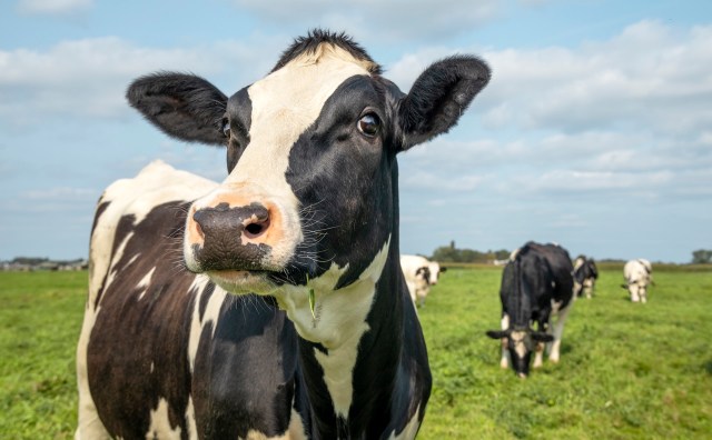 "Efficient milk production may not need to be at the planet's expense."