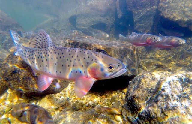 "This project is a great example of how multiple agencies can work together."