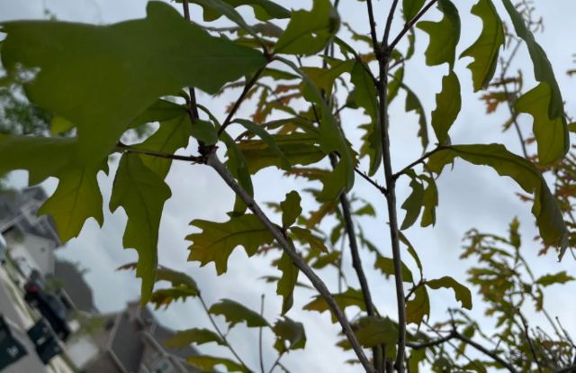 "Make the HOA prove it is dead."