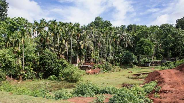 "The tree looks healthy."