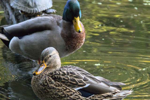 The incident is part of a larger issue.