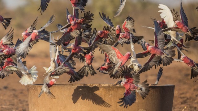 Individuals witnessed the birds staggering, bleeding, paralyzed, and unable to fly.
