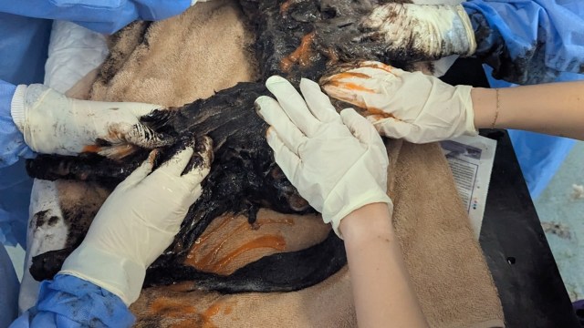 "We have no idea how long he had been there."