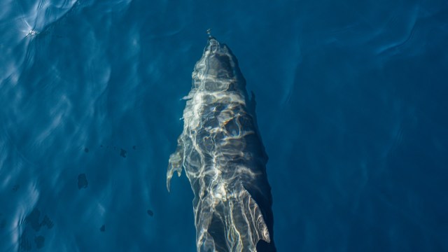 Marine life can reflect the health and safety of coastal communities.