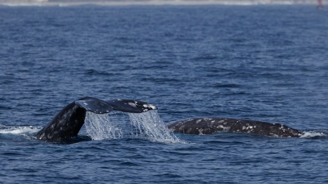 Researchers have been tracking gray whale breeding patterns since 2006.