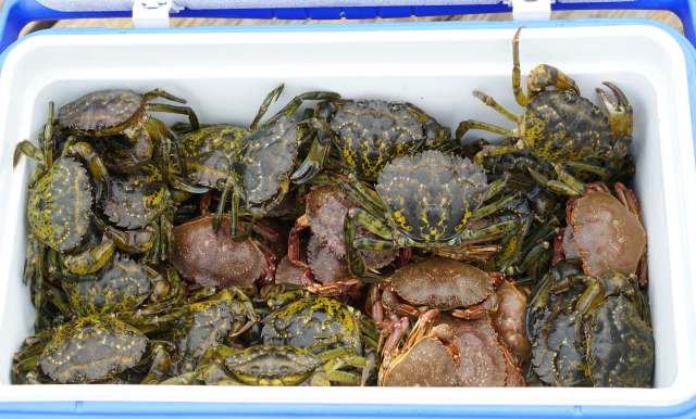 Some in the seafood industry are turning this overpopulation issue into an economic opportunity.