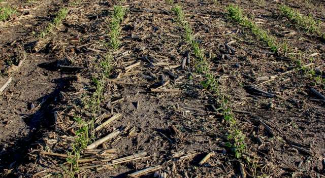 This storm could not only lead to widespread crop loss, but job loss as well.