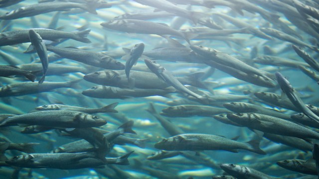"The change occurred when a large cohort of young herring emerged in 2016."
