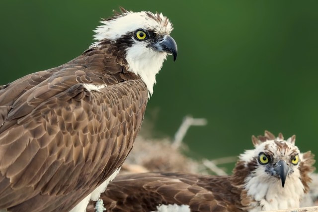 "It’s lovely to see them, isn’t it? They are a wonder of the world."