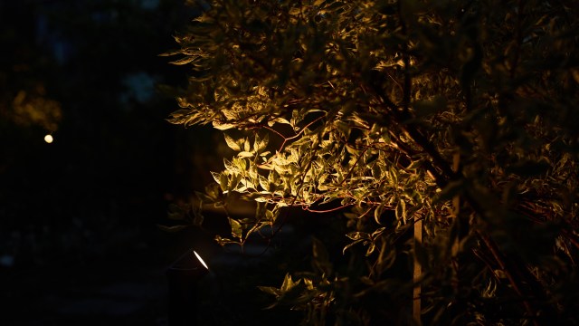 Encounters between humans and animals may be becoming more commonplace.