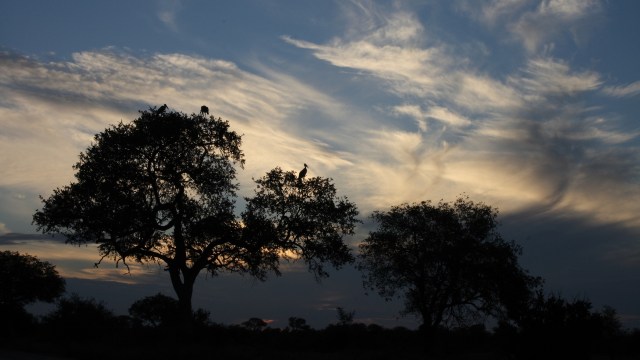 "They are a prime example of the importance of biodiversity."