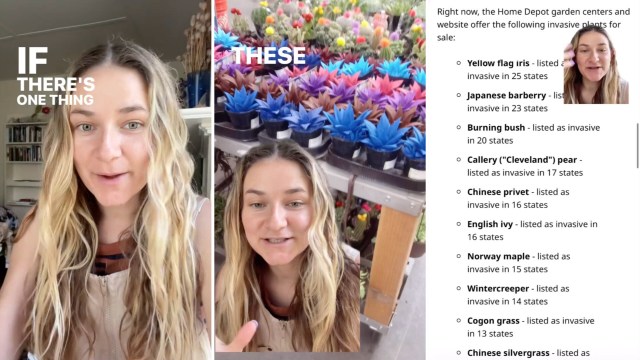 "What are they dyeing that mulch with?"