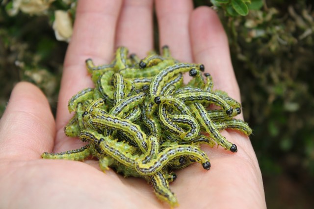 Pennsylvania, for instance, discovered its first box tree moths in 2024, and quickly put a quarantine in place.