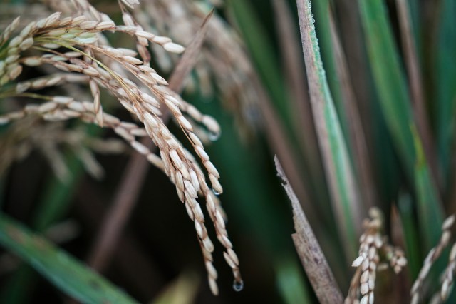 "Valuable resources for improving rice varieties."